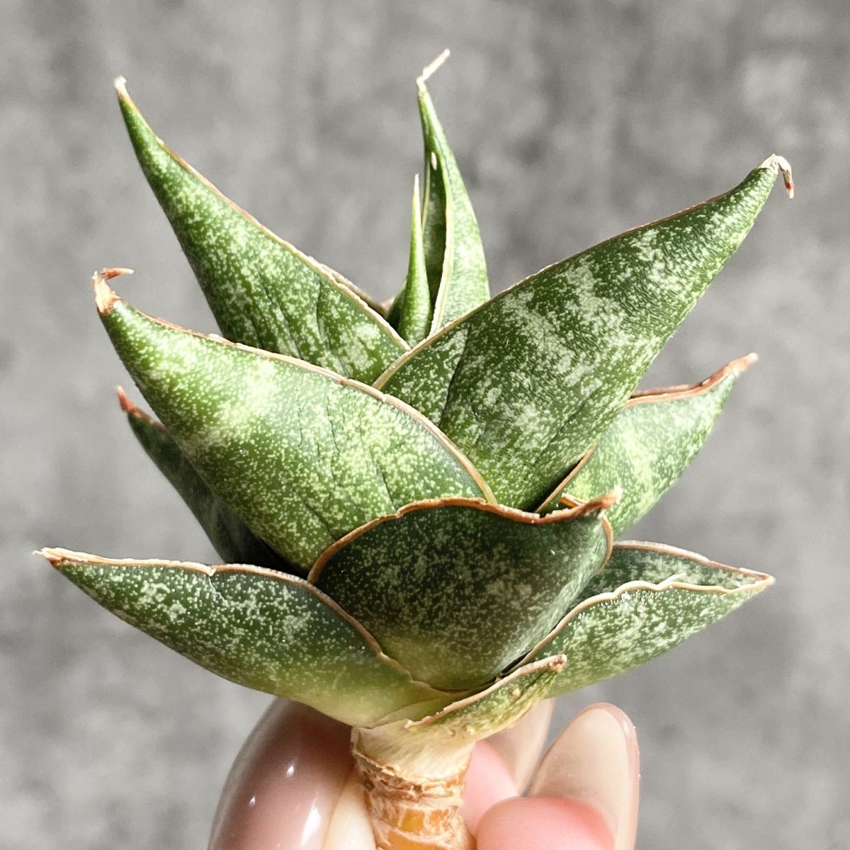 K*V様 S5384★オークション販売★ サンスベリア スノー ホワイト 極上高 2025年最新】Yahoo!オークション -サンスベリア 観葉植物の中古