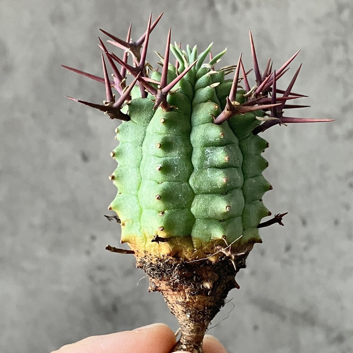 群星冠　雄株と雌株2個セット！！ 群星冠 雄株と雌株2個セット！！