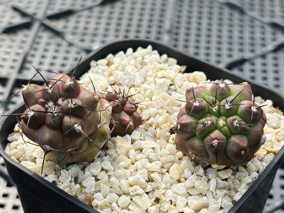 Yahoo!オークション -「デュラ」(サボテン) (観葉植物)の落札