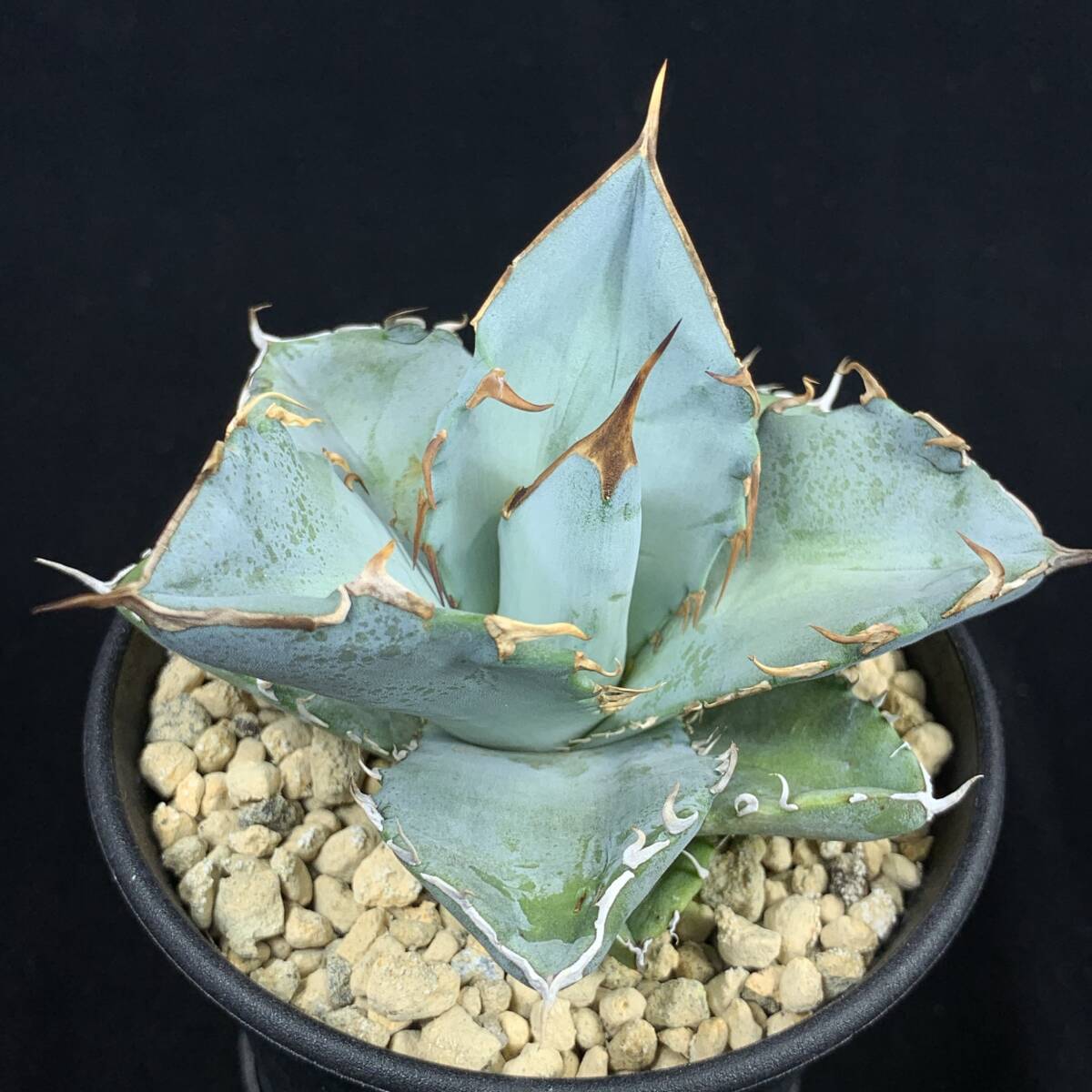 ホワイトアイス　大株 アガベ チタノタ ホワイトアイス 大株 多肉植物 キコリ 通販
