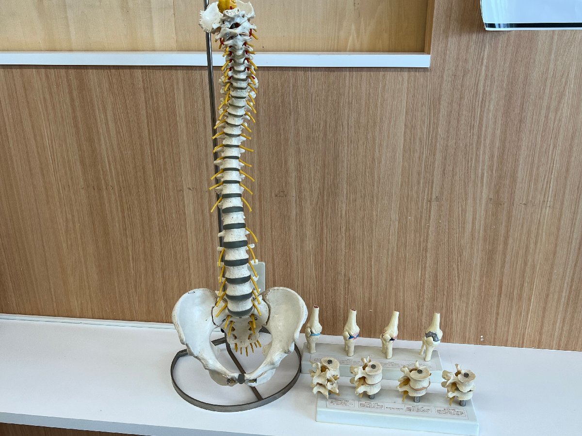 ドイツソムソ社製の脊椎（脊柱）骨格模型、新品未使用品 ☆美品☆ 脊椎骨盤模型 脊柱可動式 スタンド付き SOMSO社ドイツ製