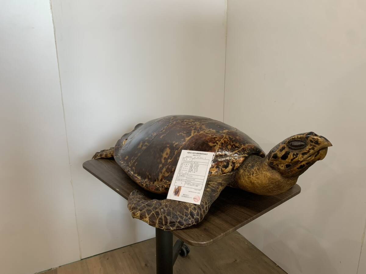 【希少】アオウミガメ 剥製　海亀　ウミガメ　ハクセイ 希少】アオウミガメ 剥製 海亀 ウミガメ ハクセイ - メルカリ