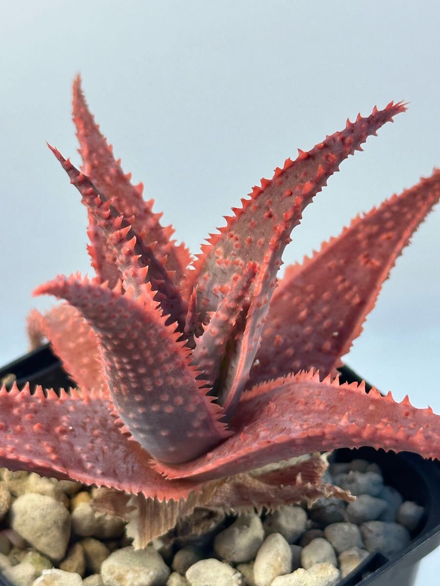 Yahoo!オークション -「(ハイブリッド hybrid)」(アロエ) (観葉