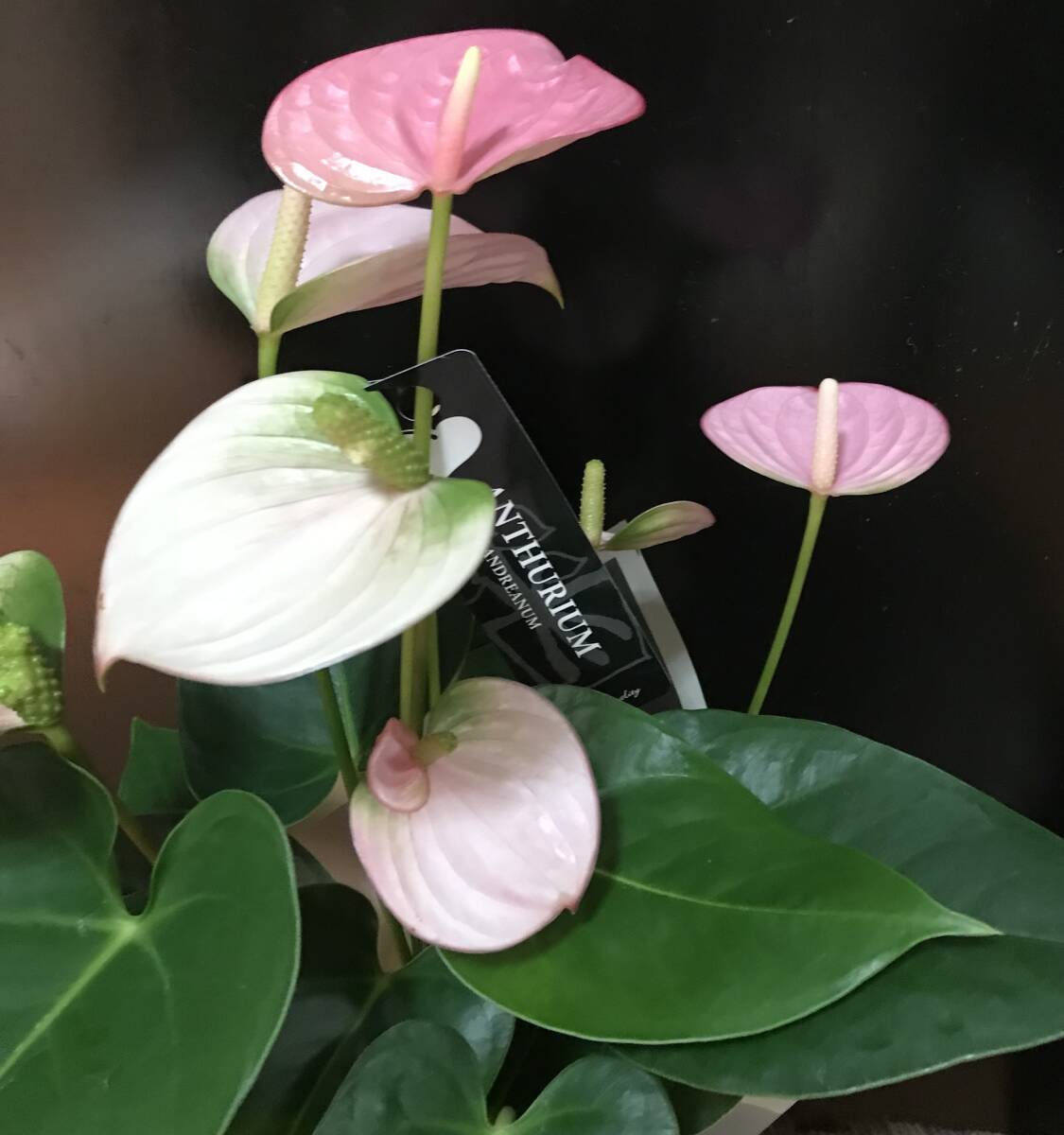 アンスリウムコンプリート アンスリウム | ROOTALPLANTS