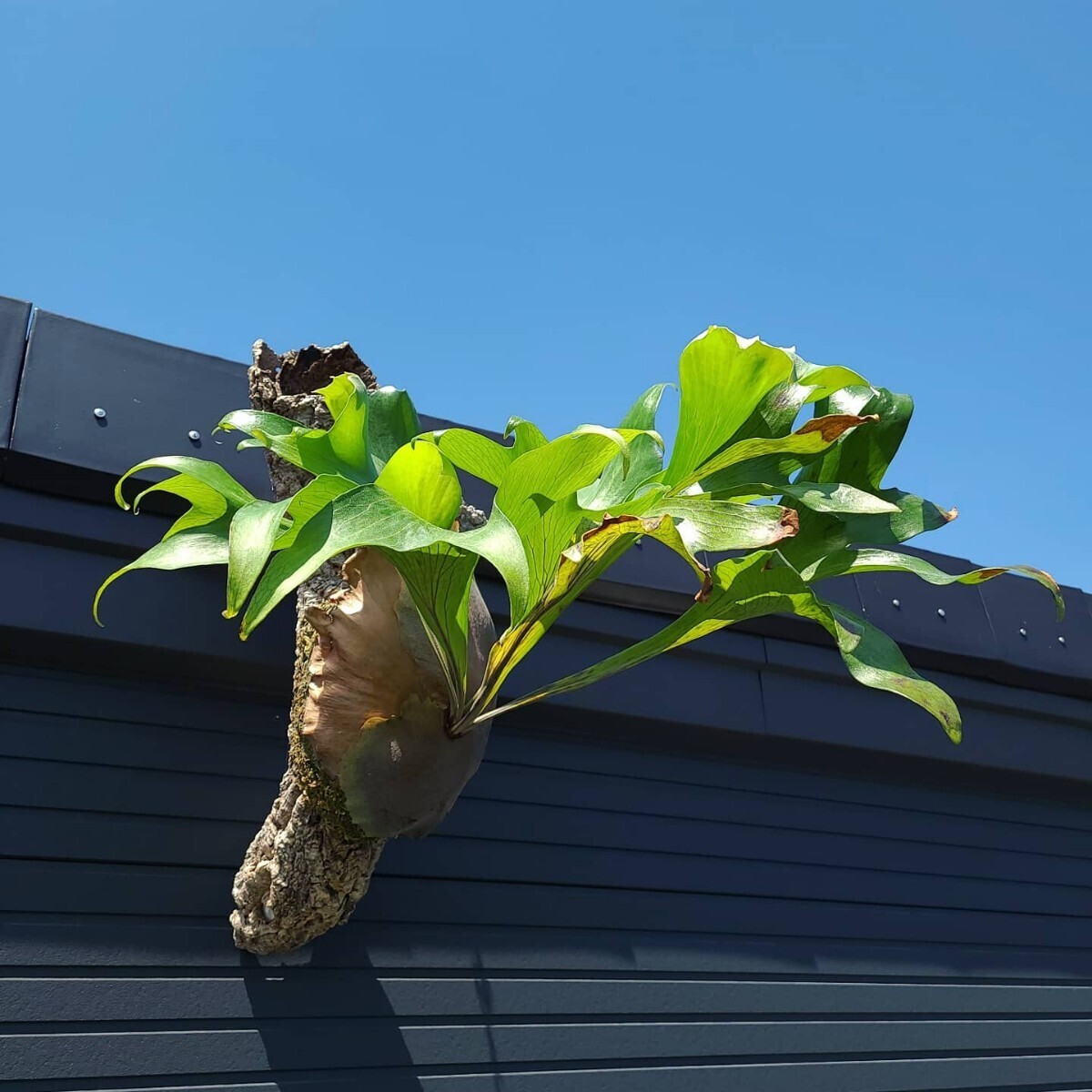 Yahoo!オークション -「ビカクシダ ヒリー」(観葉植物) の落札