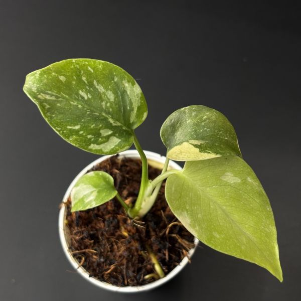 Yahoo!オークション -「モンステラ プラチナム」の落札相場