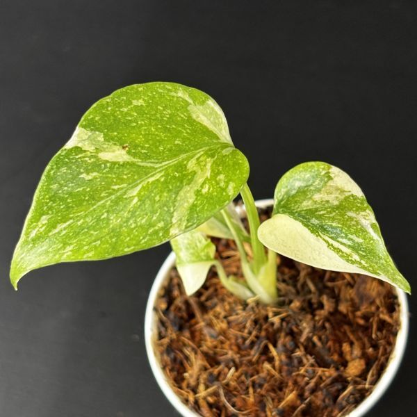 チャチャ丸　モンステラ クリームブリュレ　美健康株 モンステラ タイ コンステレーション クリーム ブリュレ