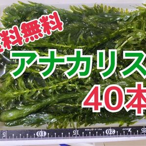 送料無料 無農薬 アナカリス 40本 20cm前後 即決価格 エビ ザリガニ メダカ 金魚 餌 金魚草 金魚藻 送料込 オオカナダモ