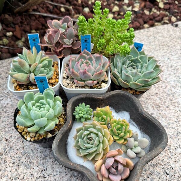 送料込み【エケベリア+セダムset】多肉植物 エケベリア セダム 写真現品 抜き苗