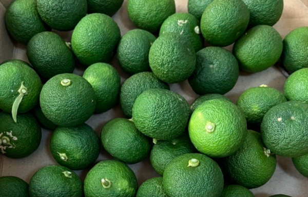 愛知県産 すだち 箱込み1キロ 無農薬