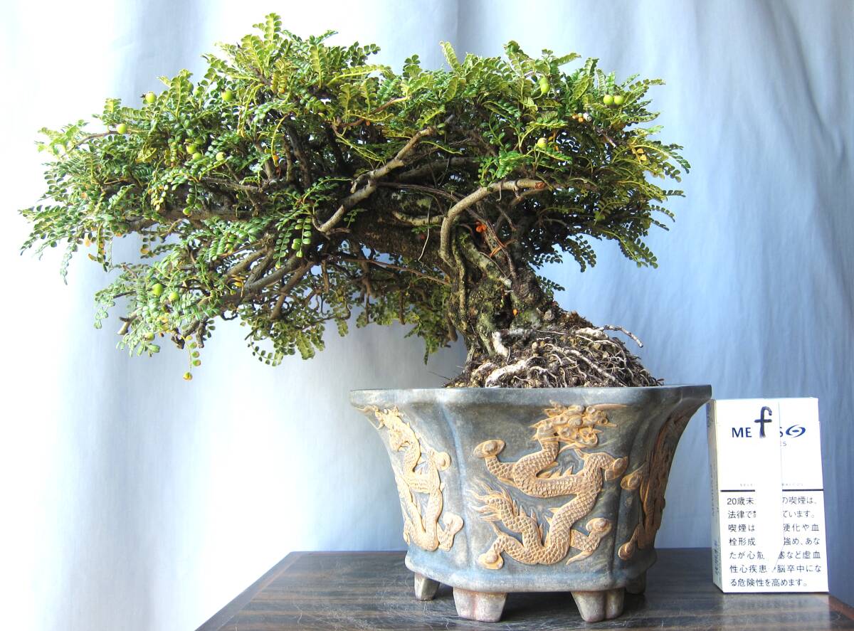 Yahoo!オークション -「磯山椒 天梅」(その他) (盆栽)の落札相場・落札価格