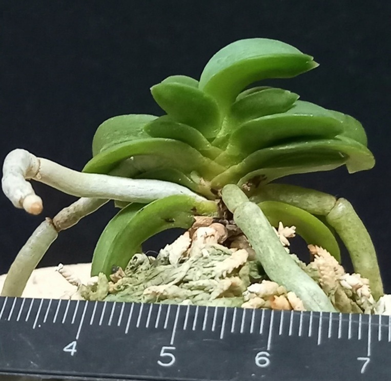富貴蘭　樹海錦 楽天市場】富貴蘭 樹海 2.5号鉢 フウキラン 風蘭 古典植物 山