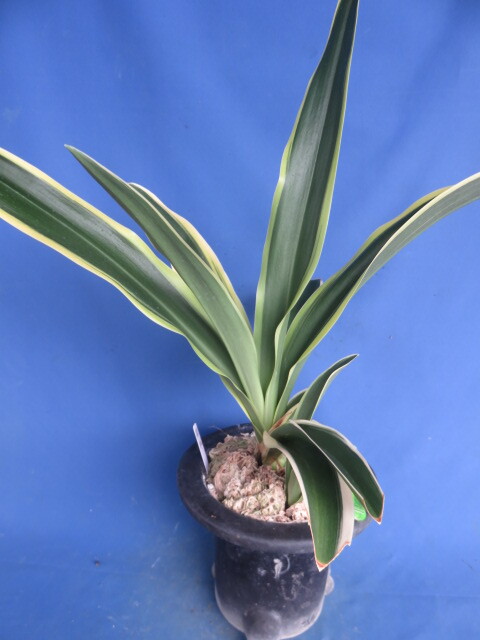 Yahoo!オークション -「斑入り 万年青」の落札相場・落札価格