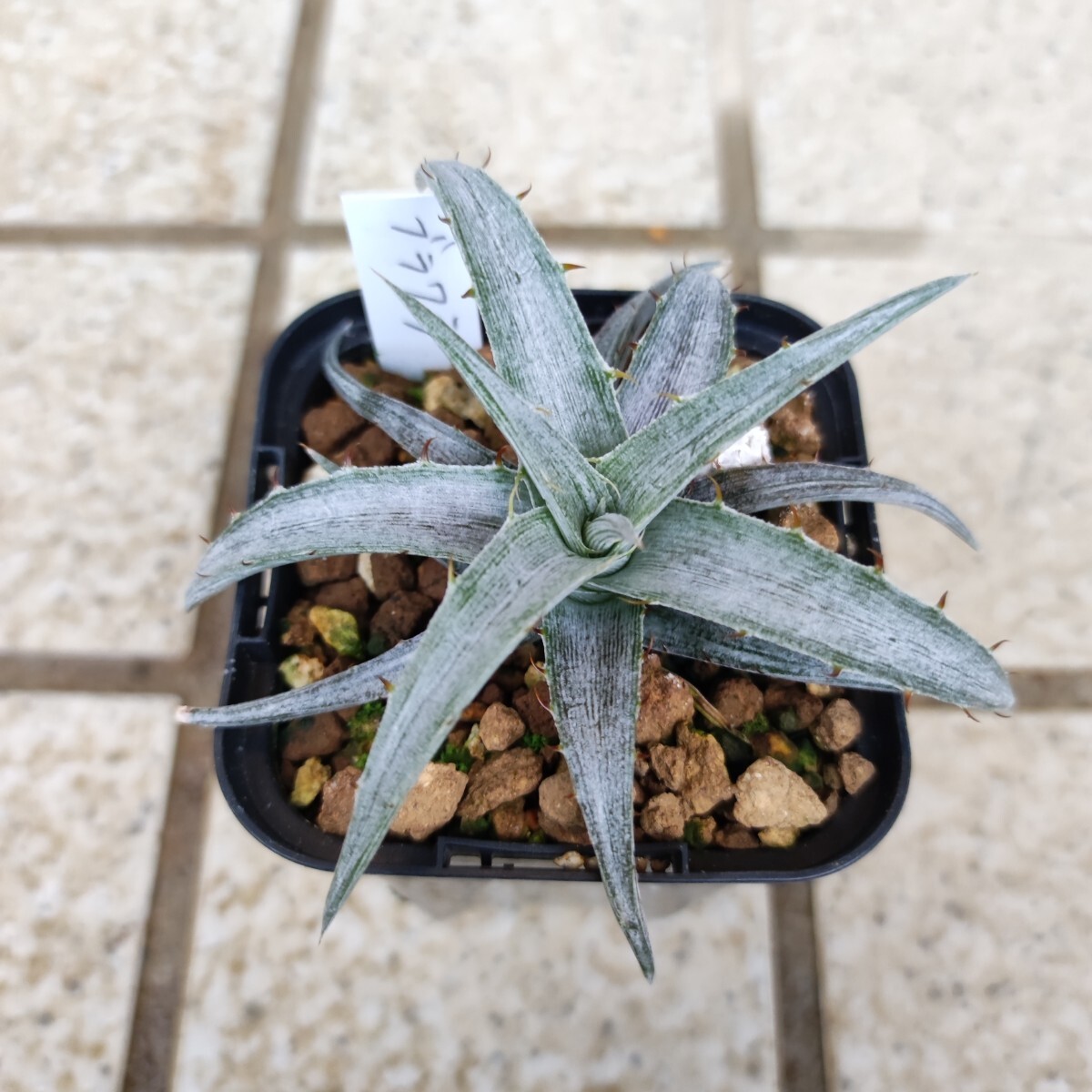 Yahoo!オークション -「ディッキア ブラウニー」の落札相場