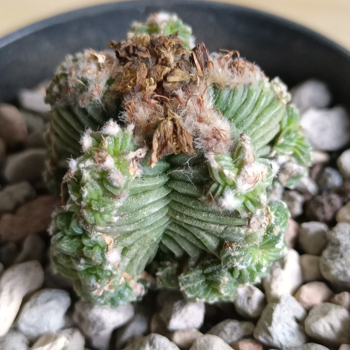 Yahoo!オークション -「アズテキウム 花籠」(観葉植物) の落札