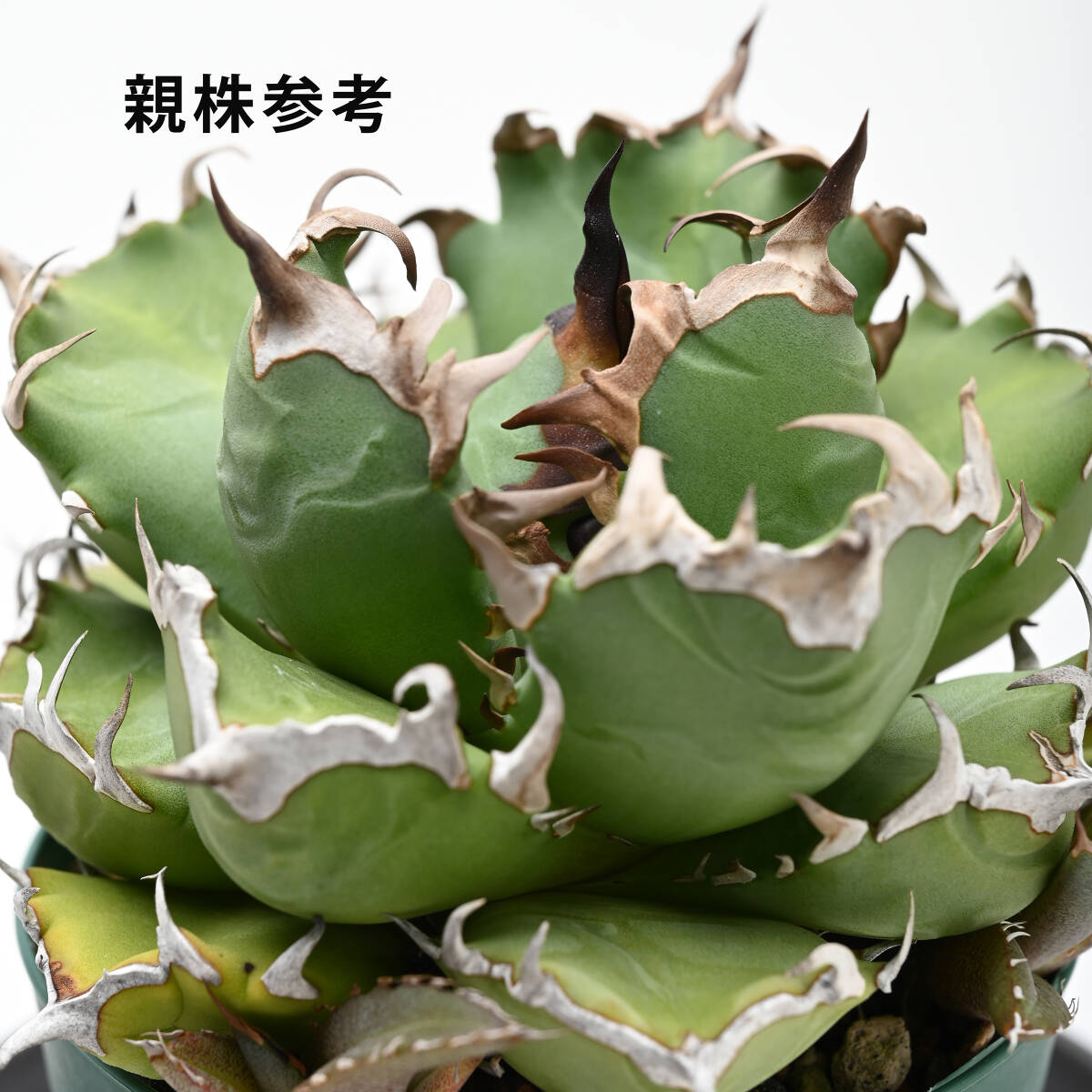 Yahoo!オークション -「アガベ ナンバーワン」(アガベ) (観葉植物)の