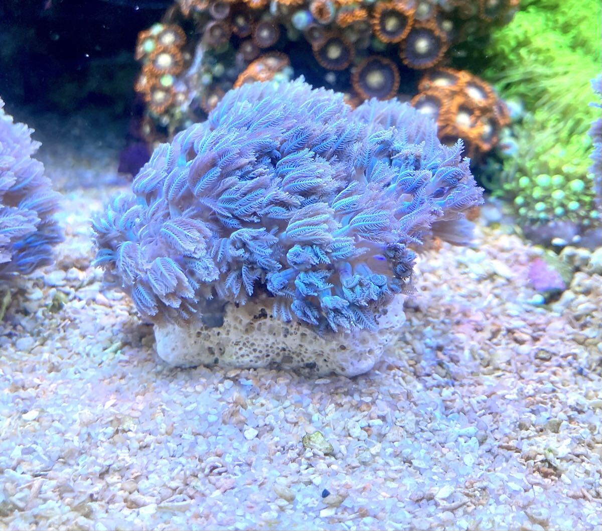 カタトサカ パクパクウミアザミ ライブロック Yahoo!オークション -「パクパクウミアザミ」(海水魚) (熱帯魚