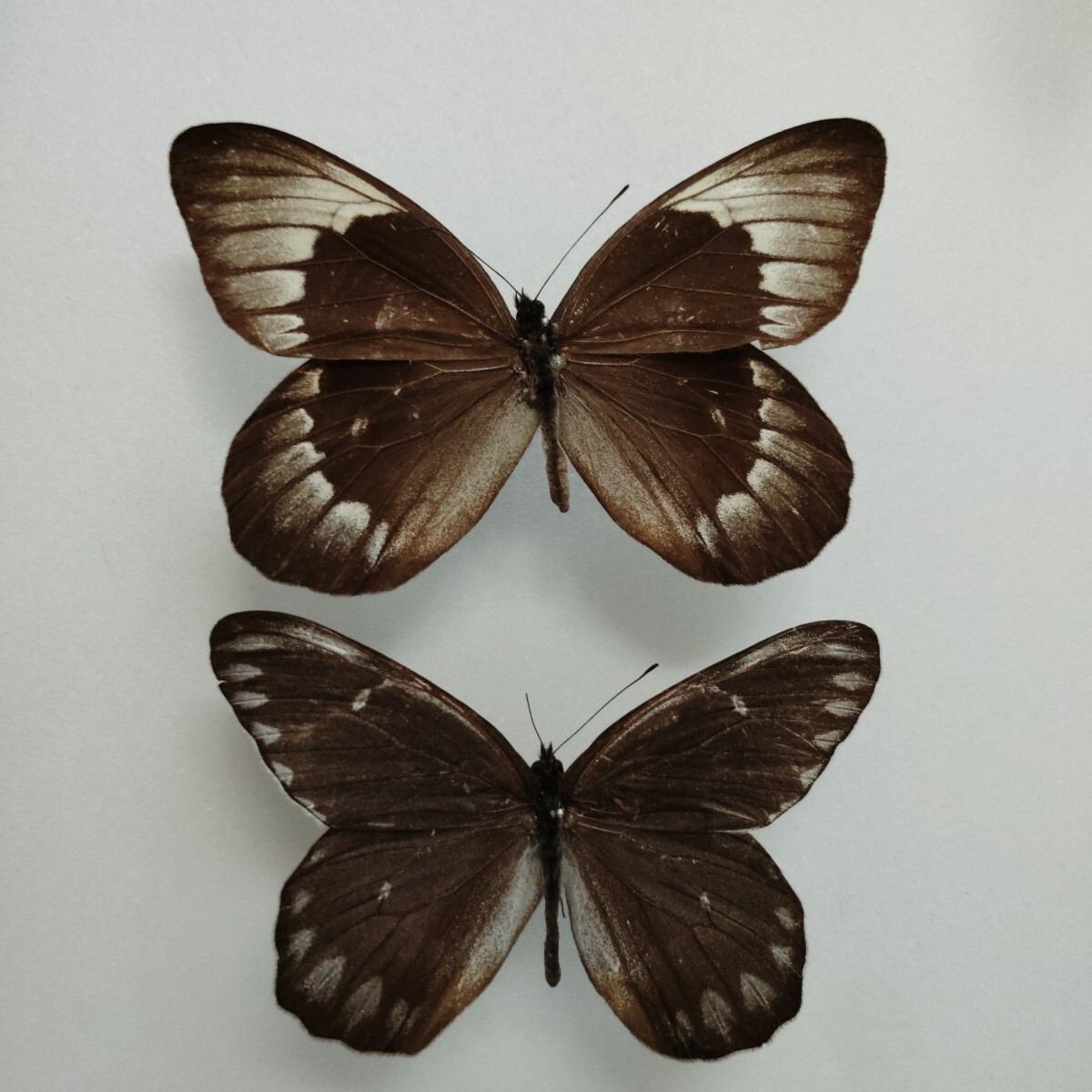 【別売り可能】Deliasカザリシロチョウ（スラウェシ島、オス表裏セット） 別売り可能】Deliasカザリシロチョウ（スラウェシ島、オス表裏