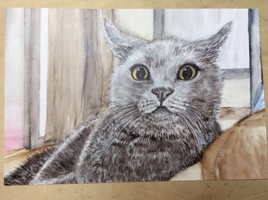 Original Hand-Drawn artwork illustration postcard cat reproduction British shorthair watercolor [Shizuka Aoki], animal, cat, Cats in general