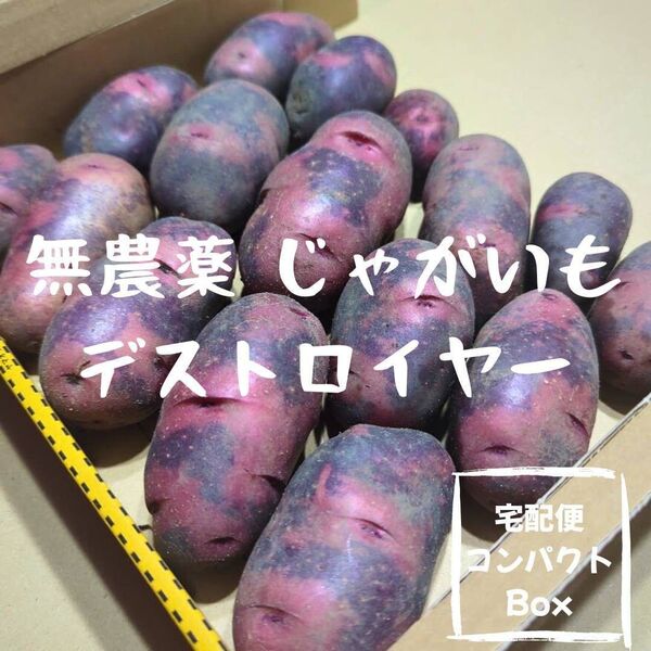 千葉県産 新じゃがいも デストロイヤー グランドペチカ 約1.1kg〜1.3kg