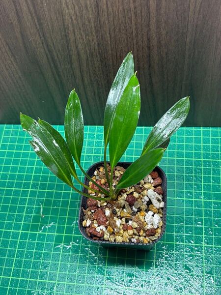 ブセファランドラ sp Gigantea ギガンテア