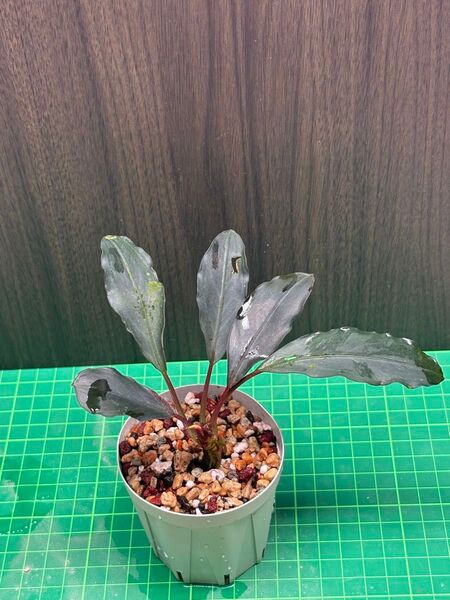 ブセファランドラ sp.Pearl Gray