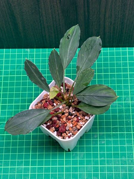 ブセファランドラ sp.Pearl Gray