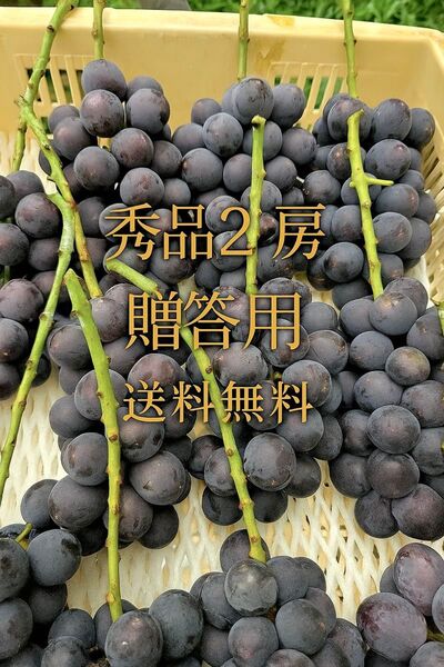 巨峰 種無し 減農薬 秀品2房贈答用 山梨県笛吹市 朝採り