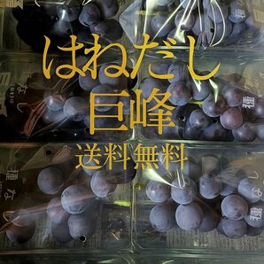 種無し巨峰 家庭用 2kg箱いっぱい 減農薬 山梨県笛吹市 朝採り 農家直送 はねだし