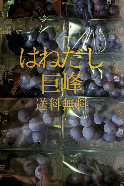種無し巨峰 家庭用 2kg箱いっぱい 減農薬 山梨県笛吹市 朝採り 農家直送 はねだし