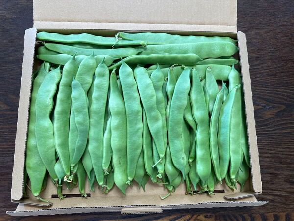 【朝採れ新鮮】モロッコいんげん 毎朝に収穫し 無農薬農薬 箱込み約660g