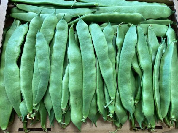【朝採れ新鮮】モロッコいんげん 毎朝に収穫し 無農薬農薬 箱込み約660g