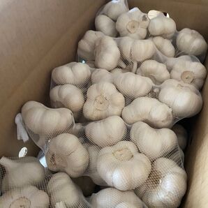 青森にんにく20Kg L