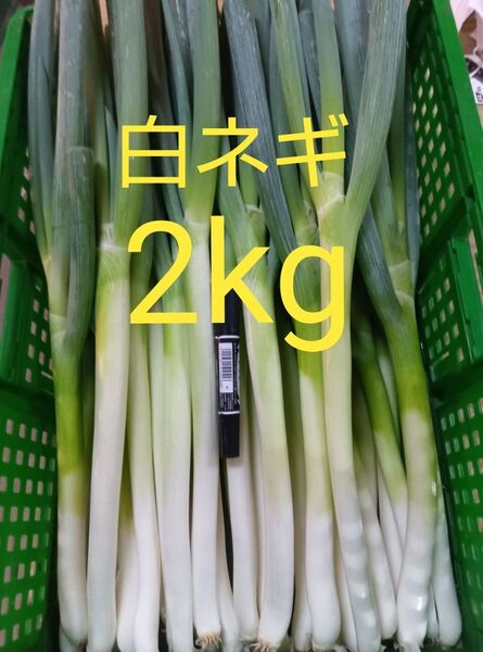 鳥取県産 白ネギ「夏若葱」2kg 長ネギ