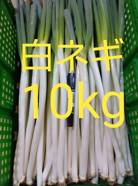 鳥取県産 白ネギ「夏若葱」10kg 長ネギ