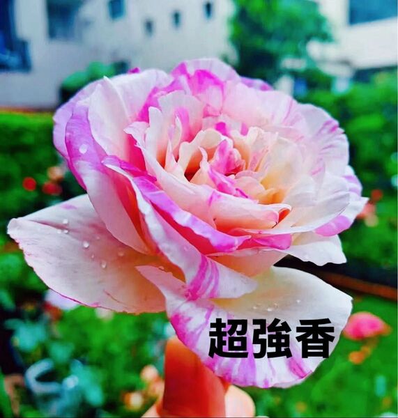 バラ苗 奇跡の薔薇 超強香 W蕾あり