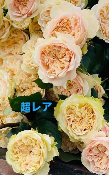 バラ苗 とても綺麗な希少種 花持ち良い 四季咲き