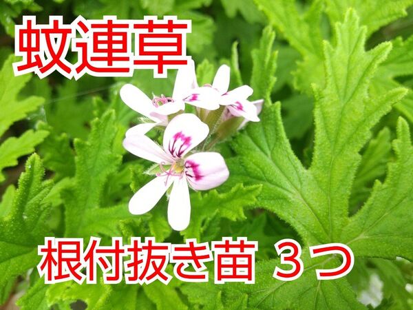 【根付き】蚊連草 抜き苗 3つ