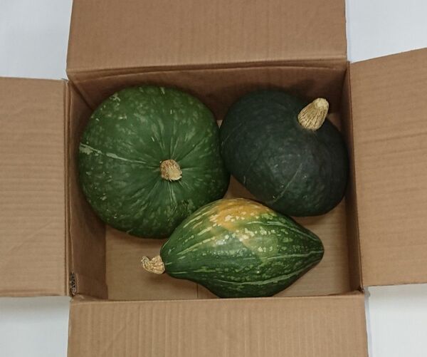 【生産直売】広島県福山市産カボチャ 5.5 Kg (3玉) (現物の写真)