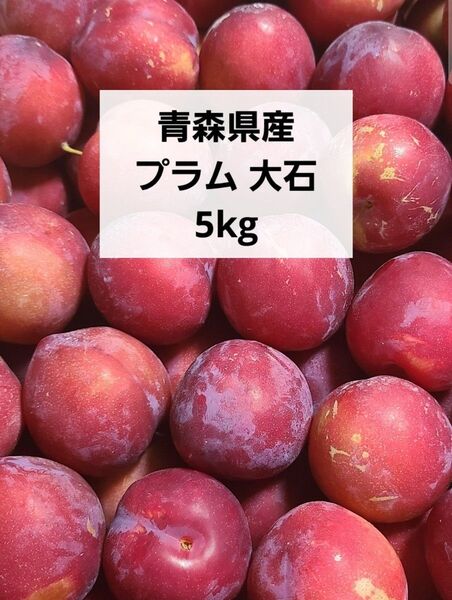 青森県産 プラム すもも 大石 5kg 箱込み
