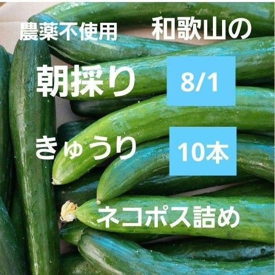 農薬不使用 8/1朝採り きゅうり10本 ネコポス詰め