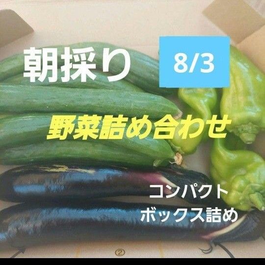 農薬不使用 8/3朝採り野菜詰め合わせ コンパクトボックス詰め