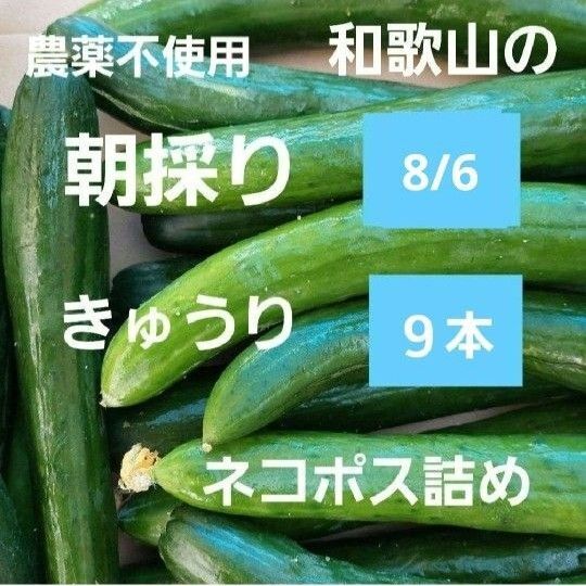 農薬不使用 8/6朝採り きゅうり9本 ネコポス詰め