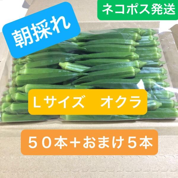 朝採れオクラ Lサイズ 50本+おまけ5本 ネコポス発送 兵庫県産