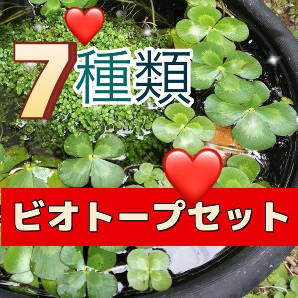ビオトープ7種類セット彩り豊かな水草達☆ アナカリス ウォータークローバームチカ 他