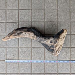 北海道 流木 鳥の形状 白鳥 サギ カモ アヒル 30cm インテリア オブジェクト