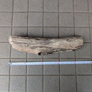 水槽用流木 北海道 淡水 約45cm 天然木 アクアリウム テラリウム