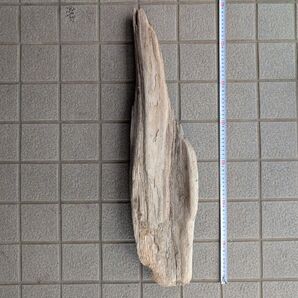 水槽用 淡水 天然 流木 北海道 アクアリウム テラリウム 約65cm