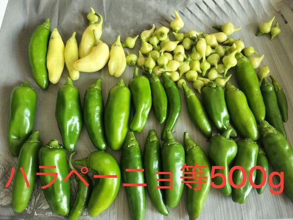 ハラペーニョ等500g