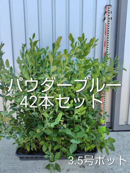 ブルーベリー苗 パウダーブルー42本セット